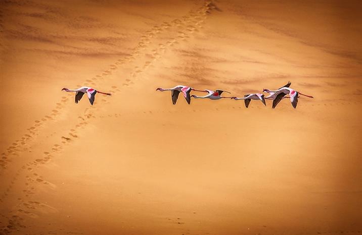 фламинго в пустыне1