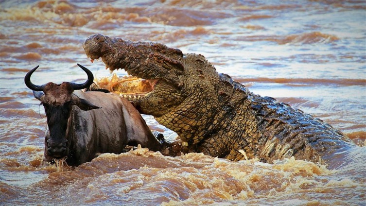 крокодил атакует гну