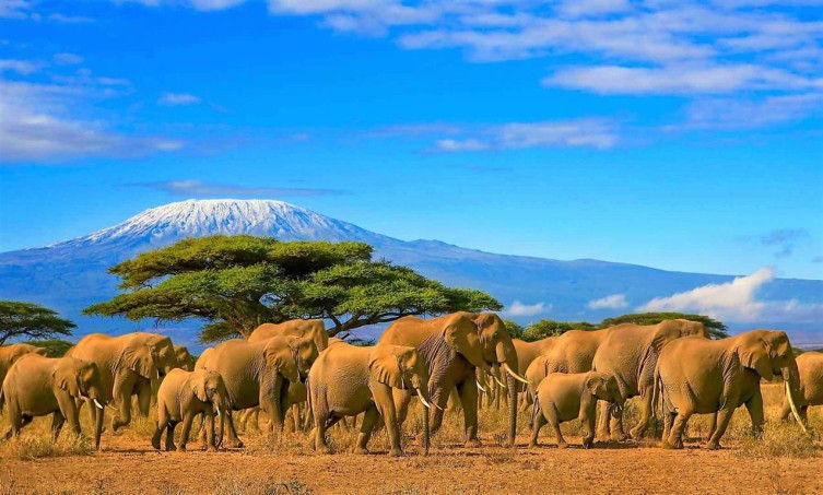 Кения. Слоны