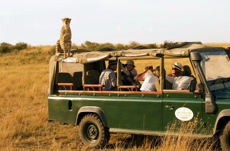 Cheetah jumps on top of safari vehicle, Masai Mara, Kenya - 04 S
