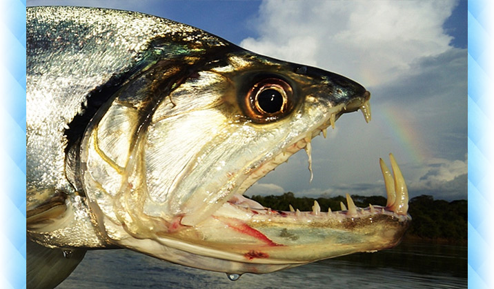 En Brazil Fishing Report June 10 14 16
